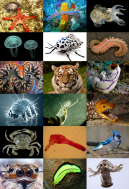 Animal_diversity
